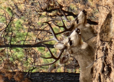 Two bucks on Elk Ridge between Steamboat Point and Big Notch. 