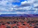 An image of the Old West. Bovines enjoy the picturesque beauty of the Valley of the Gods. Enter your photos in our Photo of the Week contest. We pay $10 for each photo that runs in the San Juan Record. Email your entries to news@ sjrnews.com. In addition, you can see more entries into our contest at the San Juan Record website at www.sjrnews. com or on Facebook. Tyler Ivins photo