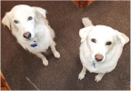 Pearl and Opal are the darlings of Twin Rocks Trading Post in Bluff.  Courtesy photo